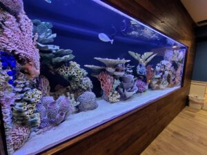 aquarium removalists